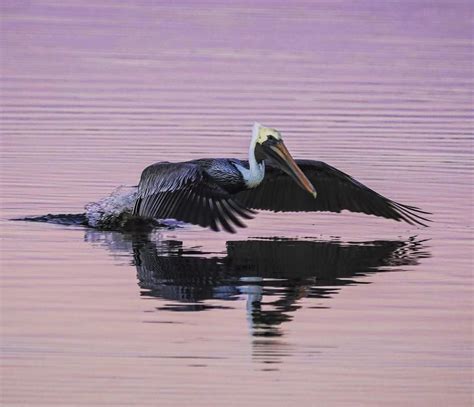 Louisiana State Bird Gliding Along The Lake Pontchartrain