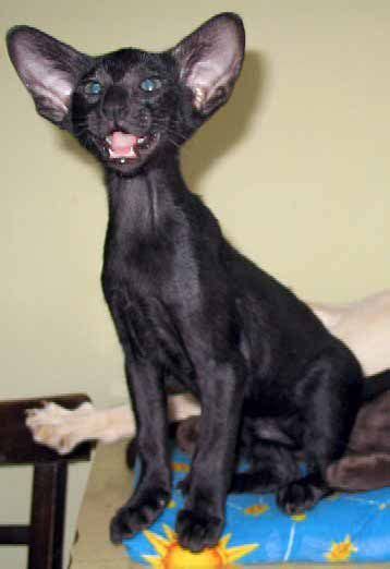 I Just Adore Oriental Shorthair Cats Especially Black Ones Красивые