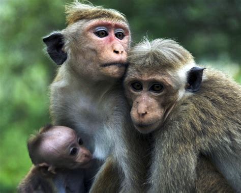 Download Cute Baby Monkeys Hd Wallpaper In Animals Imageci By