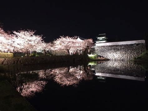 Cherry Blossoms At Fukuoka And Kumamoto Trip Ways
