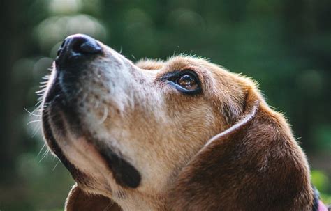 Dogs Sense Of Smell Firstvet