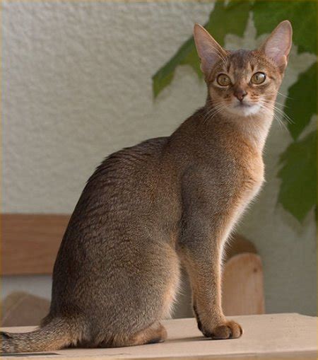 Encyclopedia Of Cats Breed Ruddy Abyssinian Cat Tawny Or Usual