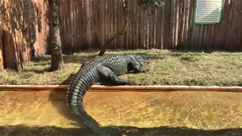 Gatorland Wildlife Alligators And Crocodiles Park In Orlando Florida December Youtube