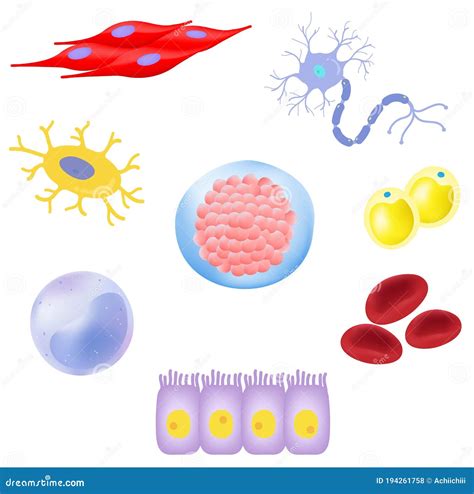 Top Imagenes De Diferentes Tipos De Celulas Del Cuerpo Humano Smartindustry Mx