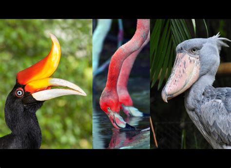 Top 15 Amazing Birds Beaks Yummypets