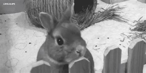 Bunny Rabbit  Find And Share On Giphy