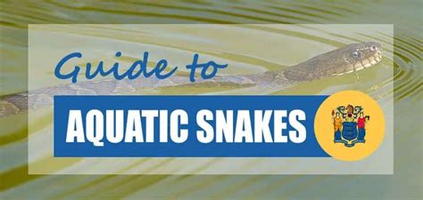 Aquatic And Water Snakes In New Jersey 2023 Id Pictures Pond Informer