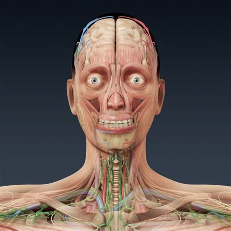 The human body contains five organs that are considered vital for survival. Human Male and Female Complete Anatomy - B... 3D Model ...