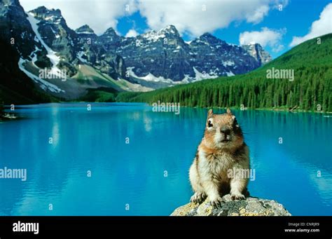 Ground Squirrel In Front Of Moraine Lake Banff National Park Stock