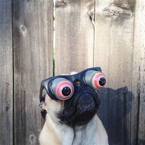 Photographer Scores A Viral Hit With His Instagram Pug Shots Of His Dog