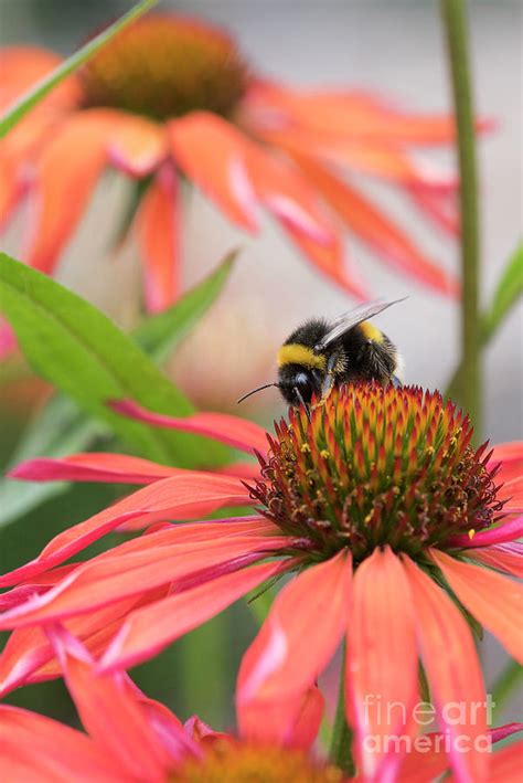 Bumblebee On Echinacea Orange Passion Flower Photograph By Tim Gainey