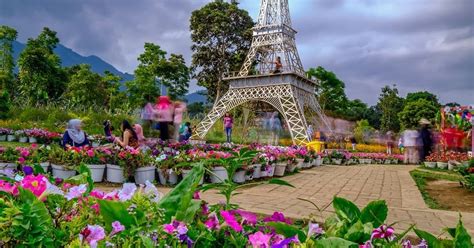 Hamparan bunga celosia tersebut menjadi daya tarik tersendiri bagi para wisatawan. Tiket Masuk dan Lokasi Taman Bunga Celosia Bandungan ...