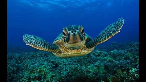 Amazing Underwater Sea Turtle Hd Youtube