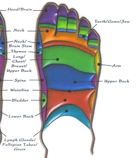 Pin By Carol Neuhaus On Health Reflexology Foot Reflexology Lymph Glands