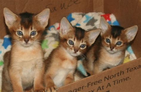 Kittens breeders is a home based kittycattery based in the united states.we specialize on luxury, purebred cats, and kittens for sale. Abyssinian Kittens for sale Dallas TX Southern CA Kitten