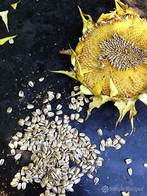 How To Harvest And Roast In Shell Sunflower Seeds Recipe