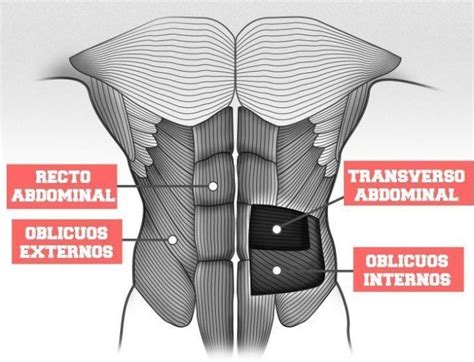 Abdominales Lo Que Debes Saber Para Entrenarlos