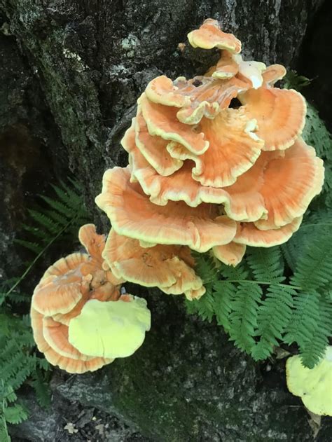 Chicken Of The Woods In Northern Minnesota Mycology
