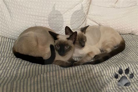 Seal Point Vs Chocolate Point Siamese 3 Interesting Differences