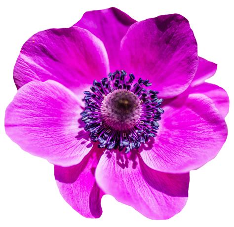 Collection Of Flower Png Pluspng