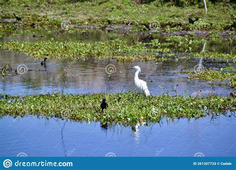 Variety Of Wild Birds Foraging In Wetland Stock Image Image Of Animal