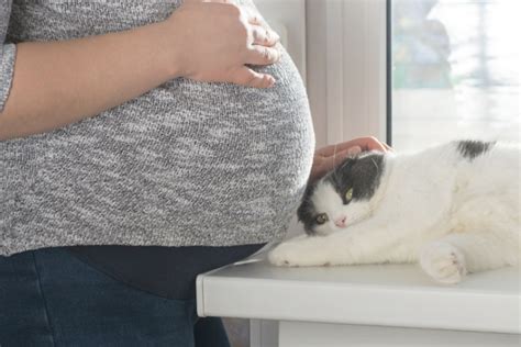 Can Cats Sense Pregnancy A Cat Guide To Human Pregnancy