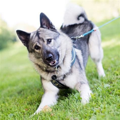 17 Best Images About Norwegian Elkhound On Pinterest 4