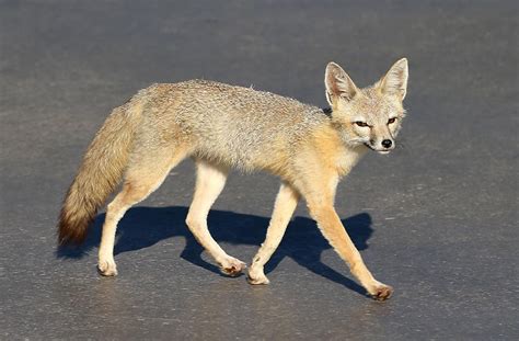 A San Joaquin Kit Fox Comes Out For A Tuesday Evening Stroll Photo