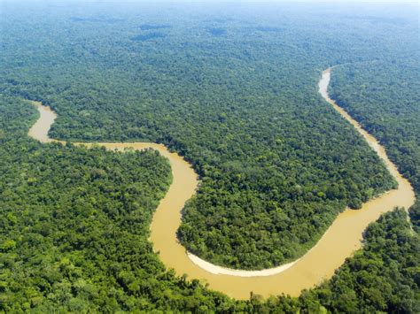 Interesting Facts About The Amazon Rainforest