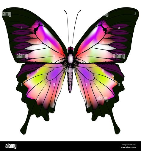 Large White Butterfly Stock Vector Images Alamy