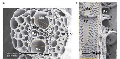 Figure 1 From Vulnerability Of Protoxylem And Metaxylem Vessels To