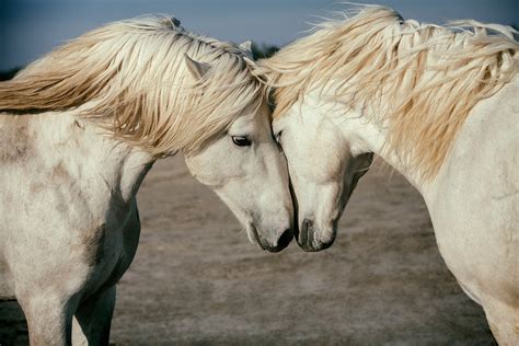 The White Horses Of The Camargue France April 2022 Old Scott