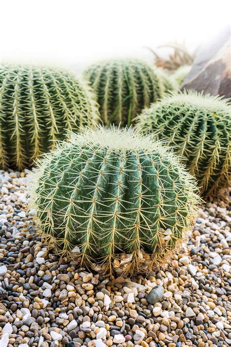 Golden Ball Cactus Echinocactus Grusonii Stock Photo Image Of Desert