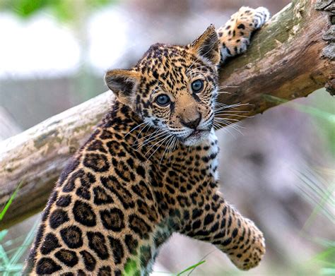 Jaguar San Diego Zoo Wildlife Explorers