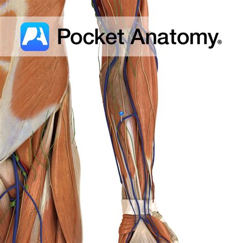 Median Antebrachial Vein Pocket Anatomy