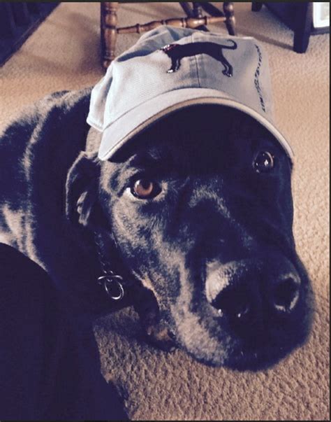Black Dog In A The Black Dog Hat Dogswearinghats
