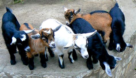 Baby Pygmy Goats Kids Ben Flickr Hobby Farms