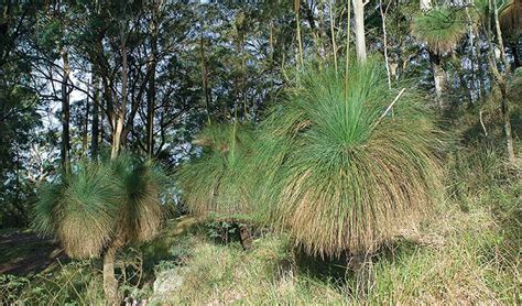 Grass Tree Australian Native Plants Nsw National Parks
