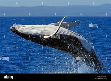 Humpback Whale Megaptera Novaeangliae Breaching Stock Photo Alamy