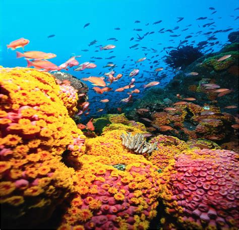 The Clothesline Report State Of Emergency For Worlds Coral Reefs