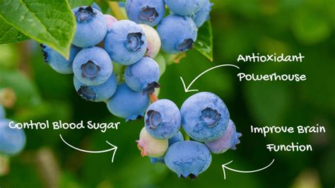 10 Benefits Of Eating Blueberries Health Benefits Facts Research