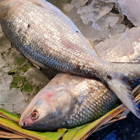 Hilsha Fish