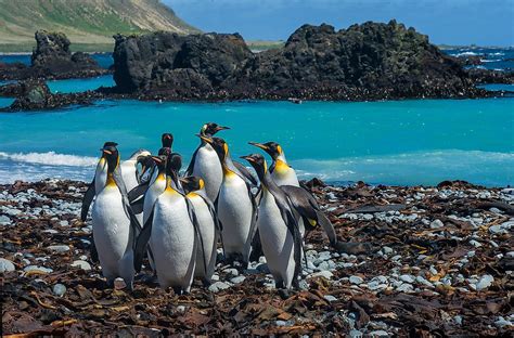 Macquarie Island Worldatlas