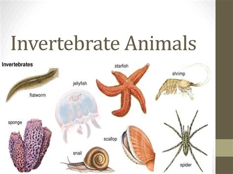 Learn 1000 Animal Names In English Vertebrates And In - vrogue.co