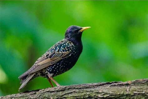 How To Get Rid Of Starlings Fast And Humanely A Complete Guide 2022