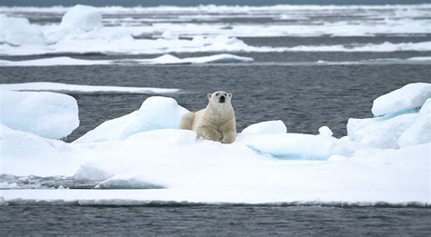 Polar Bear On Sea Ice In Svalbard Terra Incognita Ecotours