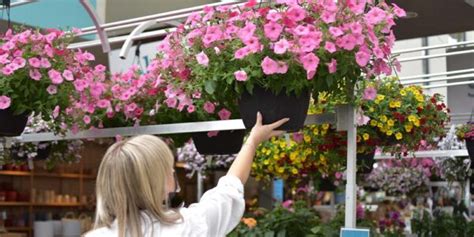Why You Need Hanging Baskets In Your Life Right Now Salisbury