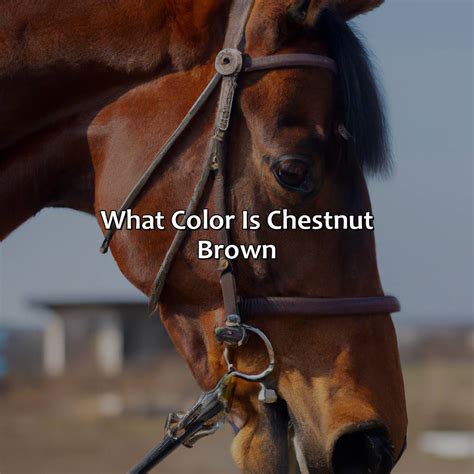 What Color Is Chestnut Brown Colorscombo Com