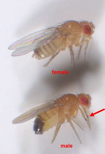 Drosophila Phenotypes Bsci 1511l Statistics Manual Research Guides