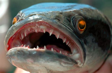 Ikan mas koki ini sangat potensial untuk dikembangkan. Cara Budidaya Ikan Toman Dalam Akuarium, Terpal dan ...